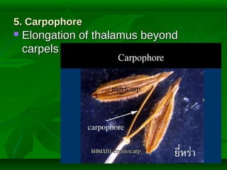 5. Carpophore


Elongation of thalamus beyond
carpels

 