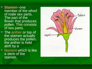 





Stamen--one
member of the whorl
of male sex parts.
The part of the
flower that produces
pollen. This consists
of two parts.
The anther or top of
the stamen actually
produces the pollen.
the anther is held
aloft by a
filament which is like
a stem of the
stamen.

 