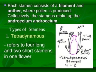 

Each stamen consists of a filament and
anther, where pollen is produced.
Collectively, the stamens make up the
androecium androecium

Types of Stamens
1. Tetradynamous
- refers to four long
and two short stamens
in one flower

 