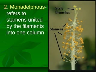 2. Monadelphousrefers to
stamens united
by the filaments
into one column

 