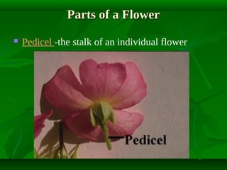 Parts of a Flower


Pedicel -the stalk of an individual flower

 