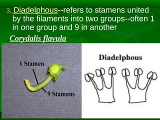 3. Diadelphous--refers

to stamens united
by the filaments into two groups--often 1
in one group and 9 in another
Corydalis flavula

 