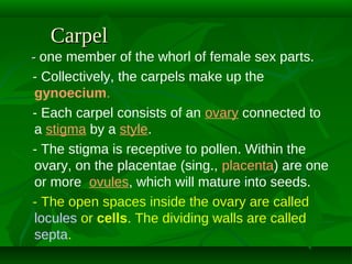 Carpel
- one member of the whorl of female sex parts.
- Collectively, the carpels make up the
gynoecium.
- Each carpel consists of an ovary connected to
a stigma by a style.
- The stigma is receptive to pollen. Within the
ovary, on the placentae (sing., placenta) are one
or more ovules, which will mature into seeds.
- The open spaces inside the ovary are called
locules or cells. The dividing walls are called
septa.

 