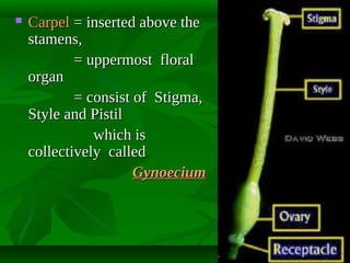 

Carpel = inserted above the
stamens,
= uppermost floral
organ
= consist of Stigma,
Style and Pistil
which is
collectively called
Gynoecium

 