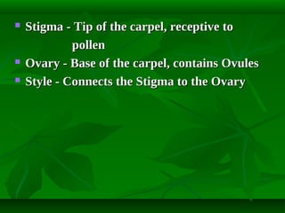 




Stigma - Tip of the carpel, receptive to
pollen
Ovary - Base of the carpel, contains Ovules
Style - Connects the Stigma to the Ovary

 