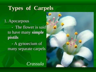 Types of Carpels
1. Apocarpous
- The flower is said
to have many simple
pistils
- A gynoecium of
many separate carpels

Crassula

 