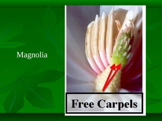 Magnolia

 