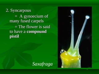 2. Syncarpous
= A gynoecium of
many fused carpels
= The flower is said
to have a compound
pistil

Saxafraga

 