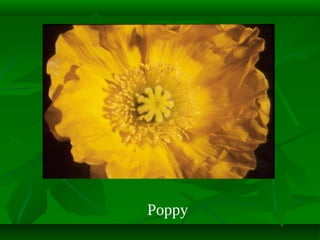 Poppy

 