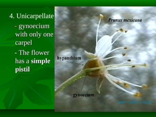 4. Unicarpellate
- gynoecium
with only one
carpel
- The flower
has a simple
pistil

 