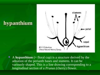hypanthium



A hypanthium (= floral cup) is a structure derived by the
adnation of the perianth bases and stamens. It can be
variously shaped. This is a line drawing corresponding to a
longitudinal section of a Prunus (cherry) flower.

 