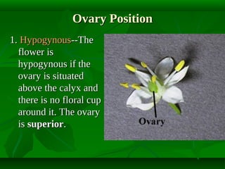 Ovary Position
1. Hypogynous--The
flower is
hypogynous if the
ovary is situated
above the calyx and
there is no floral cup
around it. The ovary
is superior.

 