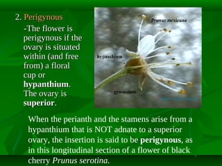 2. Perigynous
-The flower is
perigynous if the
ovary is situated
within (and free
from) a floral
cup or
hypanthium.
The ovary is
superior.
When the perianth and the stamens arise from a
hypanthium that is NOT adnate to a superior
ovary, the insertion is said to be perigynous, as
in this longitudinal section of a flower of black
cherry Prunus serotina.

 