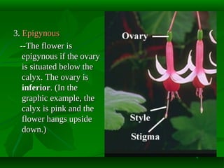 3. Epigynous
--The flower is
epigynous if the ovary
is situated below the
calyx. The ovary is
inferior. (In the
graphic example, the
calyx is pink and the
flower hangs upside
down.)

 