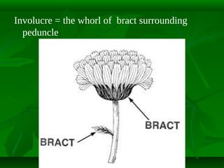 Involucre = the whorl of bract surrounding
peduncle

 