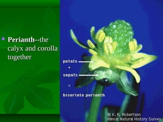 

Perianth--the
calyx and corolla
together

 