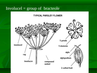 Involucel = group of bracteole

 