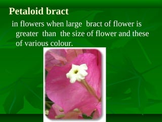 Petaloid bract
in flowers when large bract of flower is
greater than the size of flower and these
of various colour.

 