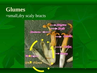 Glumes
=small,dry scaly bracts

 