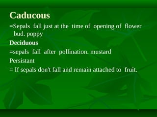 Caducous
=Sepals fall just at the time of opening of flower
bud. poppy
Deciduous
=sepals fall after pollination. mustard
Persistant
= If sepals don't fall and remain attached to fruit.

 