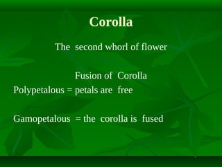 Corolla
The second whorl of flower
Fusion of Corolla
Polypetalous = petals are free
Gamopetalous = the corolla is fused

 