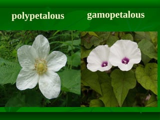 polypetalous

gamopetalous

 