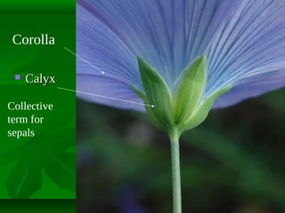 Corolla


Calyx

Collective
term for
sepals

 