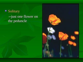 

Solitary
--just one flower on
the peduncle

 