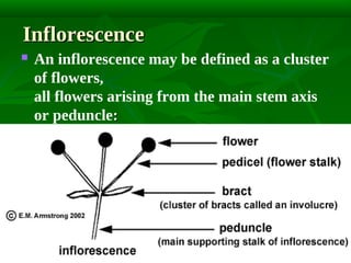 Inflorescence


An inflorescence may be defined as a cluster
of flowers,
all flowers arising from the main stem axis
or peduncle:

 