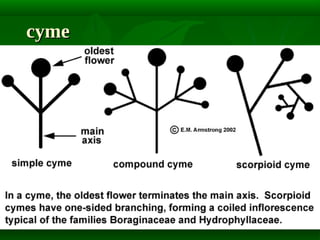 cyme

 