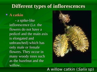 Different types of inflorescences


A catkin
- a spike-like
inflorescence (i.e. the
flowers do not have a
pedicel and the main axis
is elongated and
unbranched) which has
only male or female
flowers. They occur in
many woody trees such
as the hazelnut and the
willow.
A willow catkin (Salix sp)

 