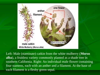 Left: Male (staminate) catkin from the white mulberry (Morus
alba), a fruitless variety commonly planted as a shade tree in
southern California. Right: An individual male flower containing
four stamens, each with an anther and a filament. At the base of
each filament is a fleshy green sepal.

 