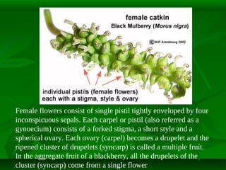 Female flowers consist of single pistil tightly enveloped by four
inconspicuous sepals. Each carpel or pistil (also referred as a
gynoecium) consists of a forked stigma, a short style and a
spherical ovary. Each ovary (carpel) becomes a drupelet and the
ripened cluster of drupelets (syncarp) is called a multiple fruit.
In the aggregate fruit of a blackberry, all the drupelets of the
cluster (syncarp) come from a single flower

 