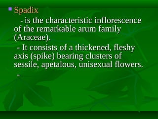 

Spadix
- is the characteristic inflorescence
of the remarkable arum family
(Araceae).
- It consists of a thickened, fleshy
axis (spike) bearing clusters of
sessile, apetalous, unisexual flowers.
-

 