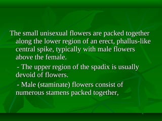 The small unisexual flowers are packed together
along the lower region of an erect, phallus-like
central spike, typically with male flowers
above the female.
- The upper region of the spadix is usually
devoid of flowers.
- Male (staminate) flowers consist of
numerous stamens packed together,

 