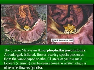 The bizarre Malaysian Amorphophallus paeoniifolius.
An enlarged, inflated, flower-bearing spadix protrudes
from the vase-shaped spathe. Clusters of yellow male
flowers (stamens) can be seen above the whitish stigmas
of female flowers (pistils).

 