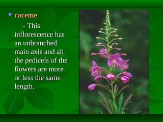 

raceme
- This
inflorescence has
an unbranched
main axis and all
the pedicels of the
flowers are more
or less the same
length.

 