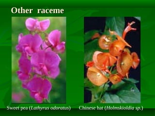 Other raceme

Sweet pea (Lathyrus odoratus)

Chinese hat (Holmskioldia sp.)

 