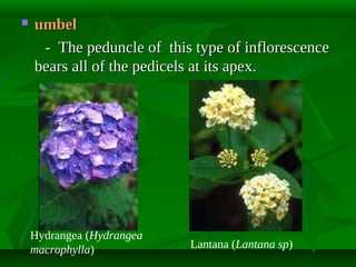 

umbel
- The peduncle of this type of inflorescence
bears all of the pedicels at its apex.

Hydrangea (Hydrangea
macrophylla)

Lantana (Lantana sp)

 