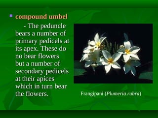 

compound umbel
- The peduncle
bears a number of
primary pedicels at
its apex. These do
no bear flowers
but a number of
secondary pedicels
at their apices
which in turn bear
the flowers.

Frangipani (Plumeria rubra)

 