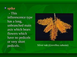 

spike
- This
inflorescence type
has a long,
unbranched main
axis which bears
flowers which
have no pedicels
or very short
pedicels.

Silver oak (Grevillea robusta)

 