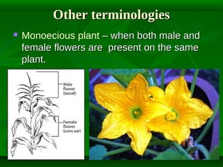 Other terminologies


Monoecious plant – when both male and
female flowers are present on the same
plant.

 