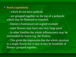 

head (capitulum)
- which do not have pedicels
- are grouped together on the top of a peduncle
which may be flattened or rounded.
- Daisies (Asteraceae) are a good example
- outer flowers may have one very large petal
- In other families the whole inflorescence may be
surrounded by bracts e.g. the Proteas.
- This gives the impression that the whole structure
is a single flower but it may in fact be hundreds of
flowers grouped together.

 