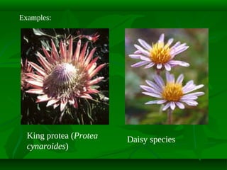 Examples:

King protea (Protea
cynaroides)

Daisy species

 