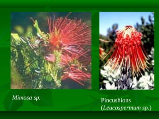 Mimosa sp.

Pincushions
(Leucospermum sp.)

 