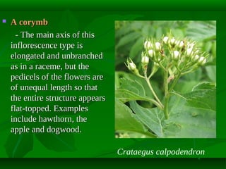 Flower Morphology 2 (updated) | PDF