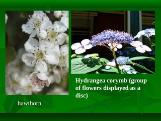 Hydrangea corymb (group
of flowers displayed as a
disc)
hawthorn

 