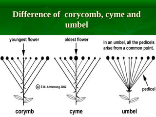 Difference of corycomb, cyme and
umbel

 