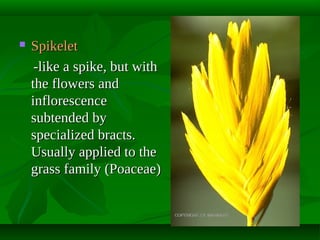 

Spikelet
-like a spike, but with
the flowers and
inflorescence
subtended by
specialized bracts.
Usually applied to the
grass family (Poaceae)

 