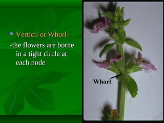 Verticil or Whorl-the flowers are borne
in a tight circle at
each node


 